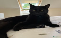 British Shorthair cats for sale: Affectionate and playful cat - Image 6