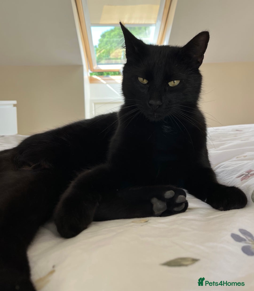 British Shorthair cats for sale: Affectionate and playful cat - Image 6
