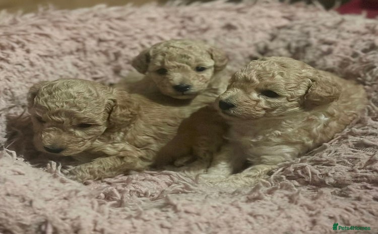 Toy Poodle dogs - Advert 15