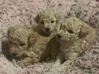 Toy Poodle dogs - Advert 2