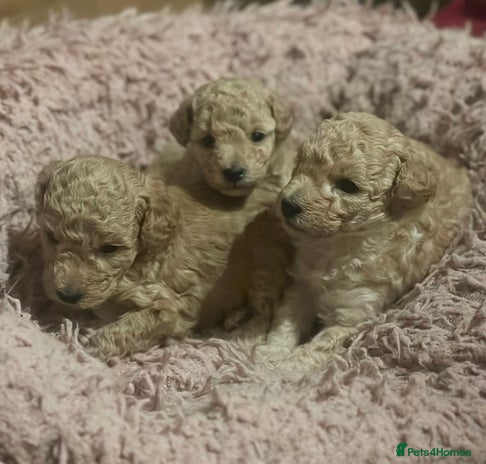 Toy Poodle dogs - Advert 34