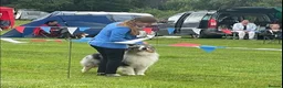 Australian Shepherd dogs for sale: EXPECTED LITTER OF AUSTRALIAN SHEPHERD PUPPIES  - Advert 2