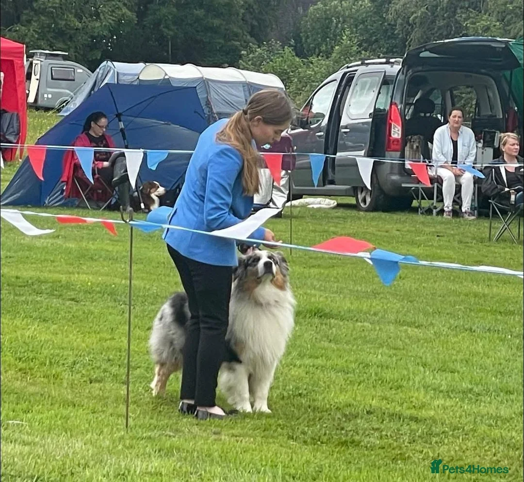 Australian Shepherd dogs for sale: EXPECTED LITTER OF AUSTRALIAN SHEPHERD PUPPIES  - Advert 2
