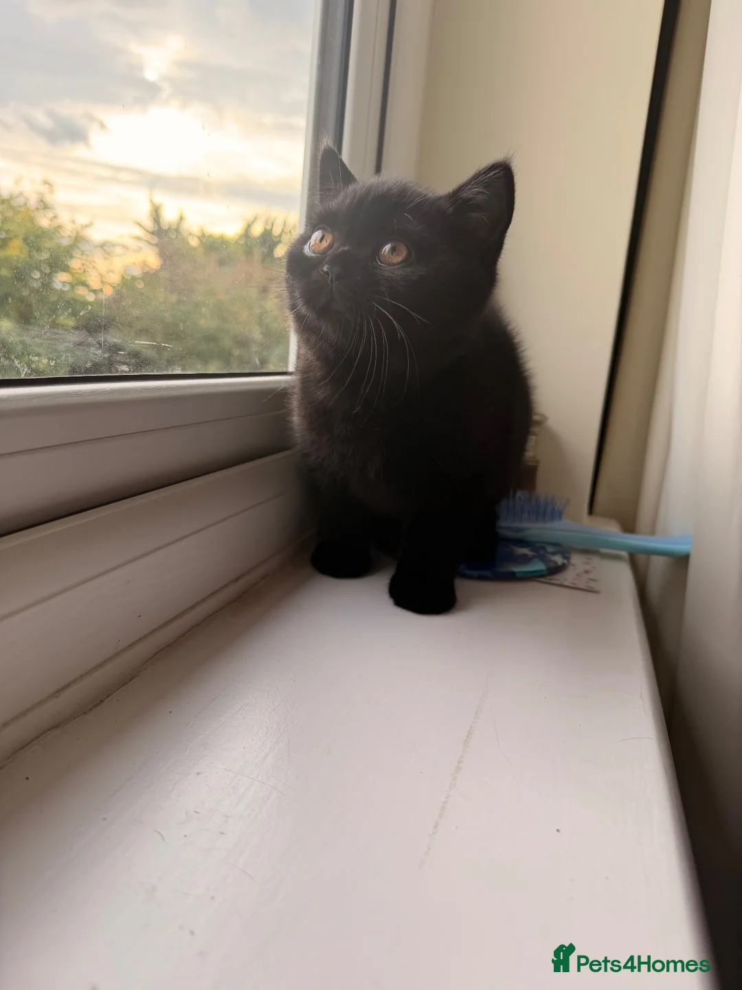 British Shorthair cats for sale: Black  male BSH GCCF reg - Advert 9