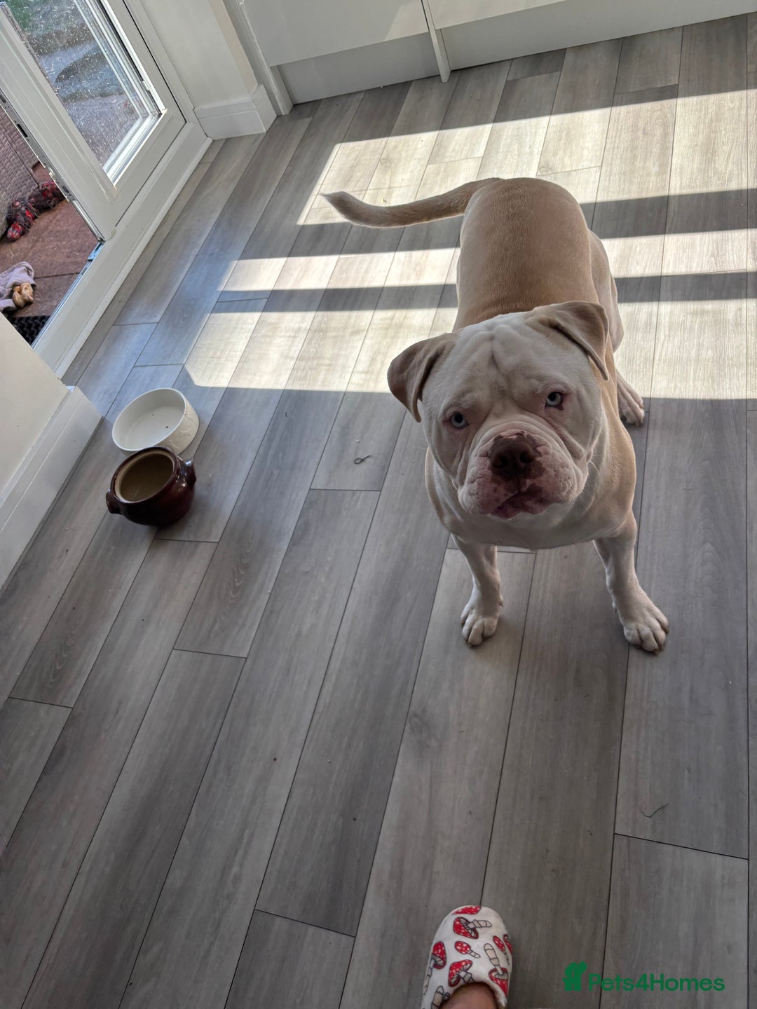 Alapaha Blue Blood Bulldog dogs for sale: Alpha bull dog  - Image 8