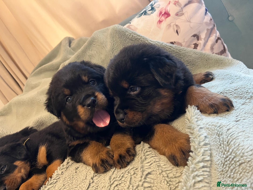 Rottweiler dogs for sale: Rottweiler Puppies  - Image 2