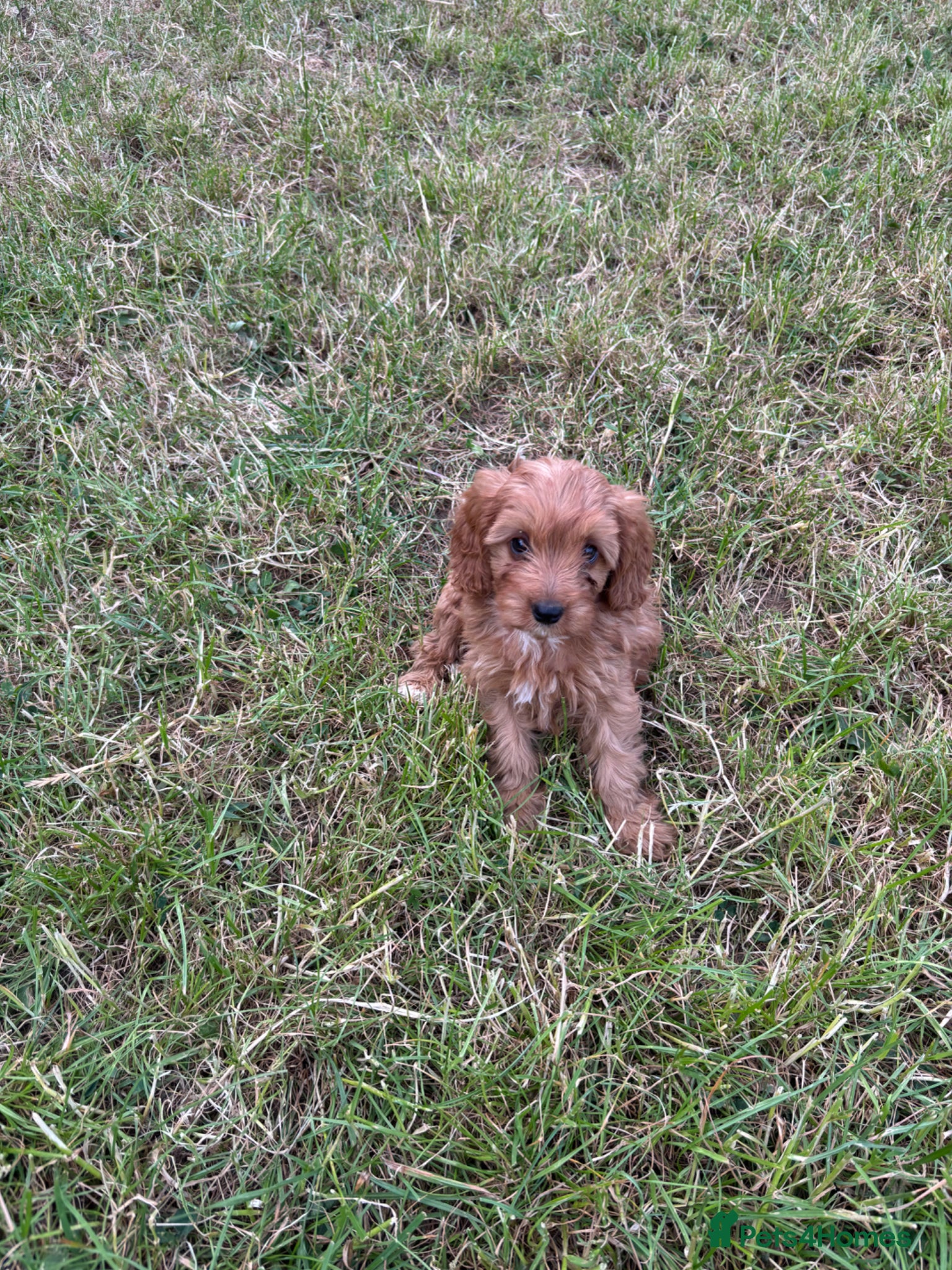 Cavapoo dogs for sale: Beautiful red girls and boys available  in Sittingbourne - Advert 7
