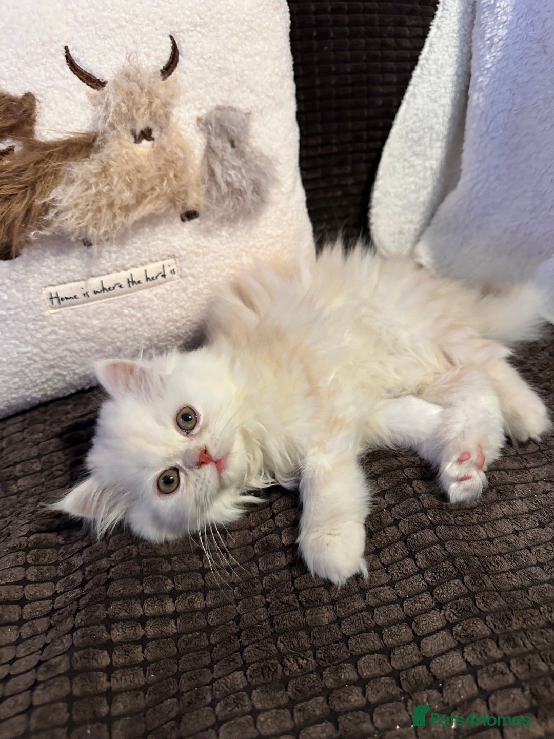 Persian cats for sale: Stunning fluffy Persian baby💗 - Advert 11