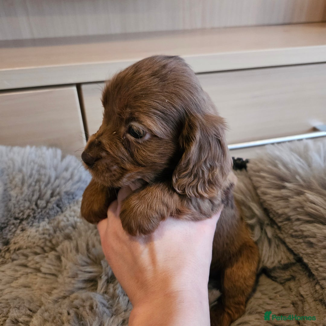 Cocker Spaniel dogs for sale: Rare Merle Working Type Cocker Spaniels - Advert 23