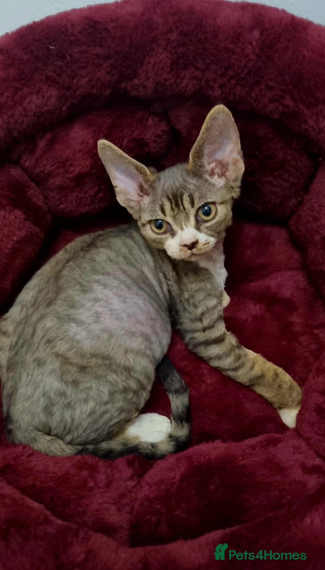 Devon Rex cats for sale: ❤️🐱Brown mackerel tabby Devon Rex ❤️🐱 - Advert 12
