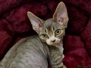 Devon Rex cats ❤️ Three lovely brothers and sister ❤️ - Advert 1