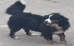 Bernese Mountain Dog dogs for sale: Fluffy Bernese Mountain Dog Girl Puppy - Image 10