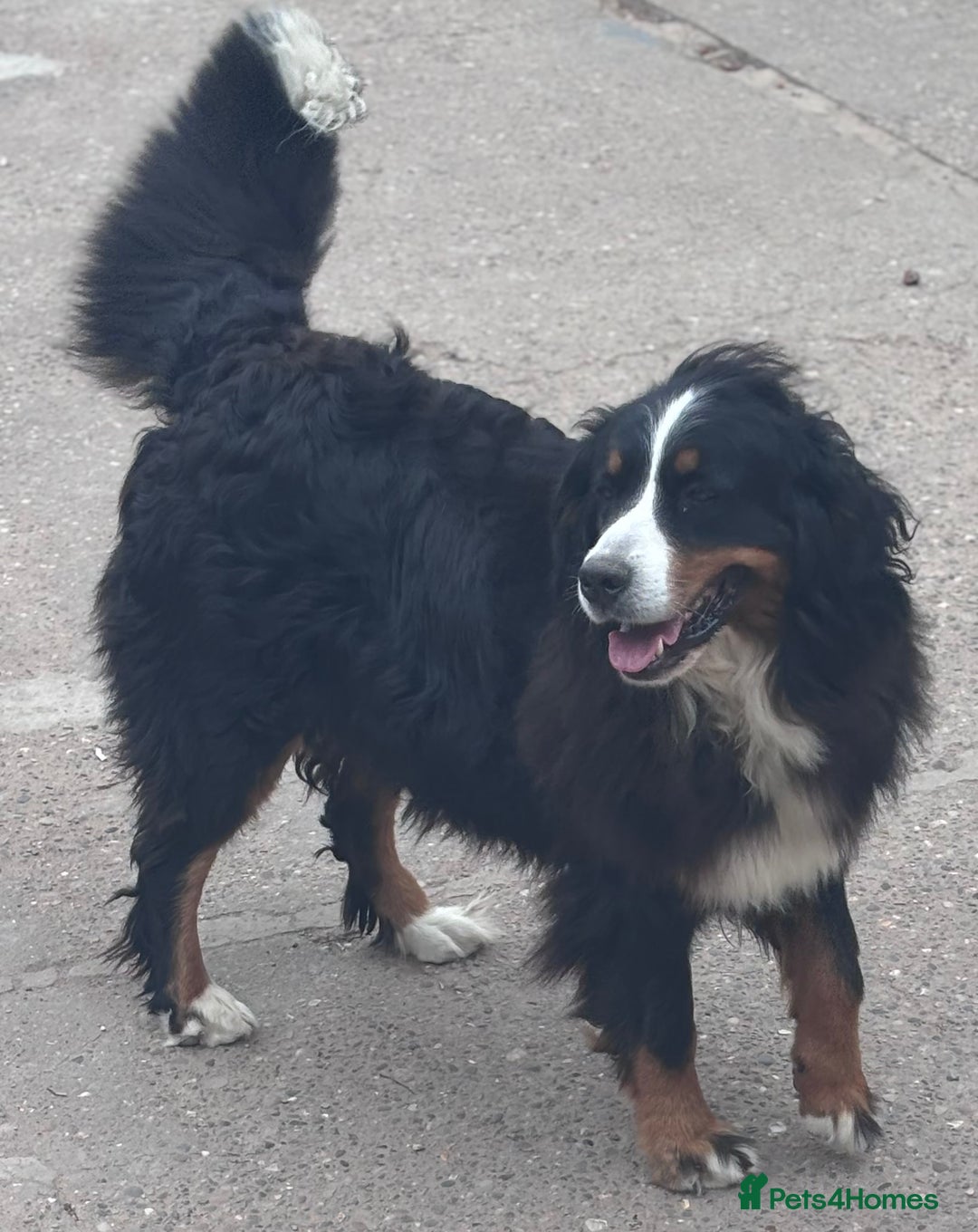 Bernese Mountain Dog dogs for sale: Fluffy Bernese Mountain Dog Girl Puppy - Image 10