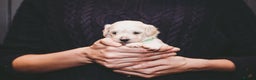 Maltipoo dogs for sale: BEST IN CLASS - F2 MALTIPOO PUPPIES - Advert 15