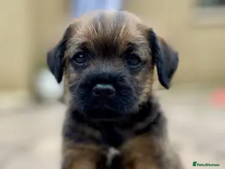 Border Terrier dogs Outstanding Border puppies - Advert 1