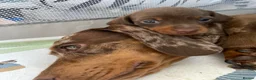 Dachshund dogs for sale: Miniature dachshund puppies Smooth haired  - Advert 11