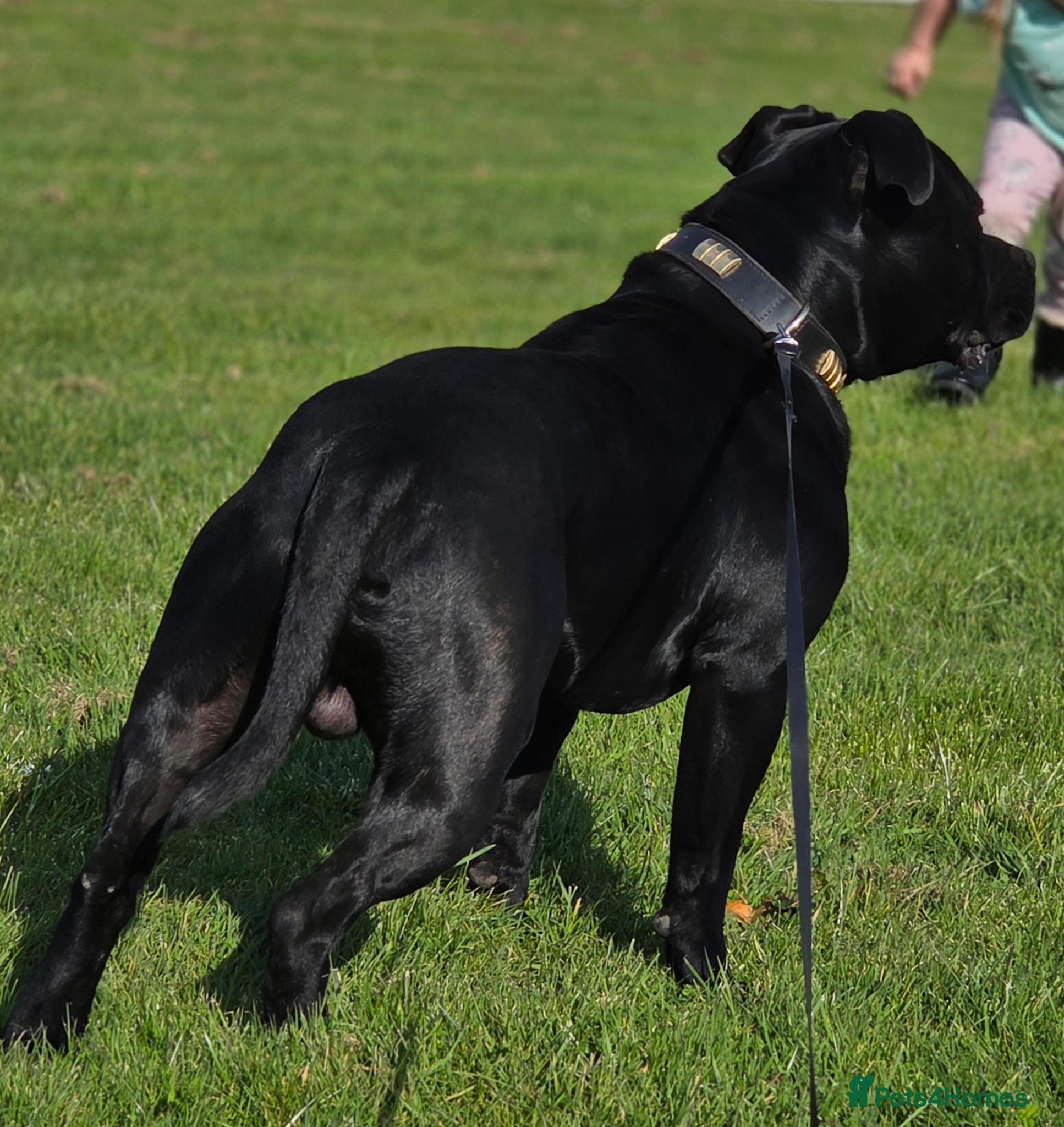 Staffordshire Bull Terrier dogs Best black stud - Advert 1