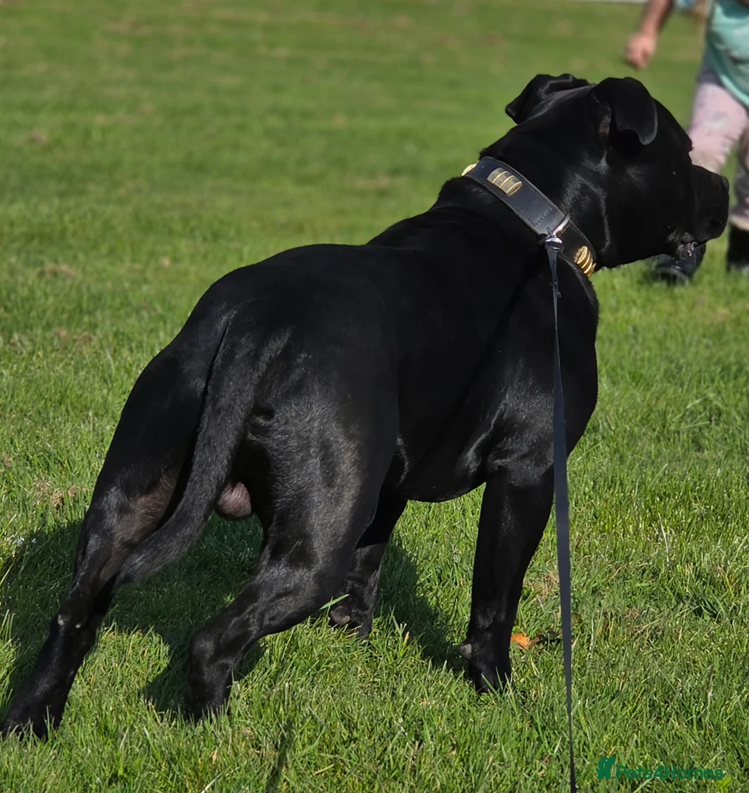 Staffordshire Bull Terrier dogs for stud: Best black stud - Advert 1