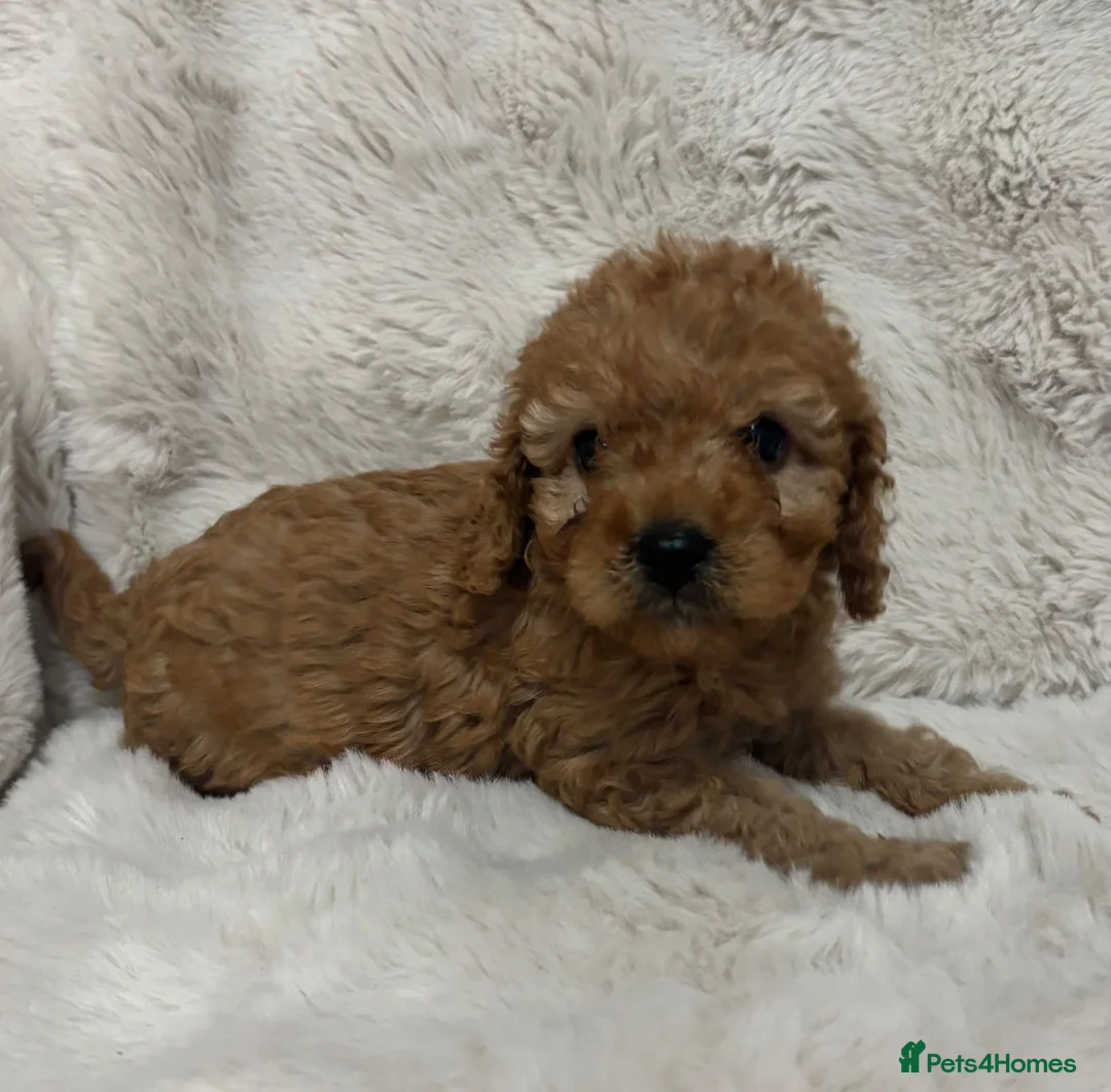 Cavapoo dogs for sale: Cavpoo puppies - Advert 2
