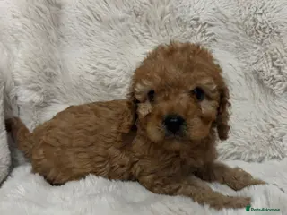 Cavapoo dogs Cavpoo puppies - Advert 5