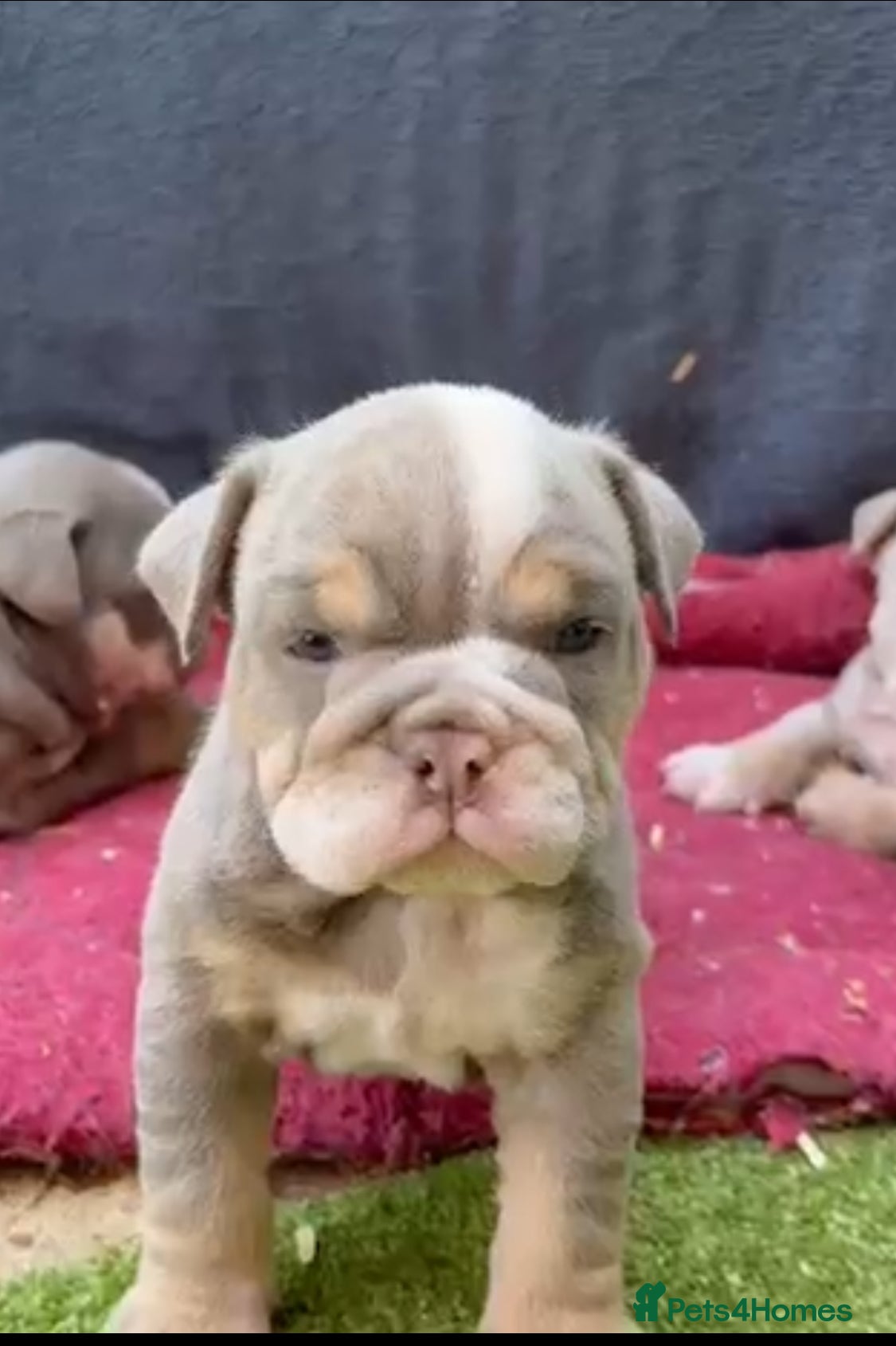 English Bulldog dogs Raised with love, bred with care - Advert 2