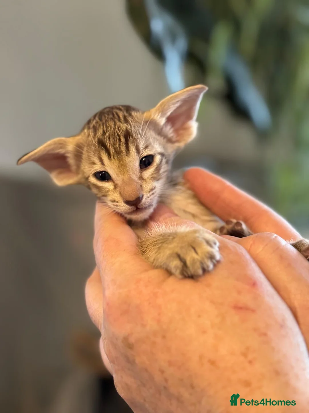 Siamese cats for sale: Stunning Oriental and Siamese kittens - Advert 13