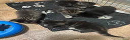 British Shorthair cats for sale: BSH kittens - Advert 3