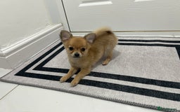 Chihuahua dogs for sale: Miniature chihuahua puppies (champion litter)  - Image 27