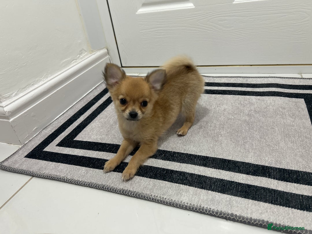 Chihuahua dogs for sale: Miniature chihuahua puppies (champion litter)  - Image 27