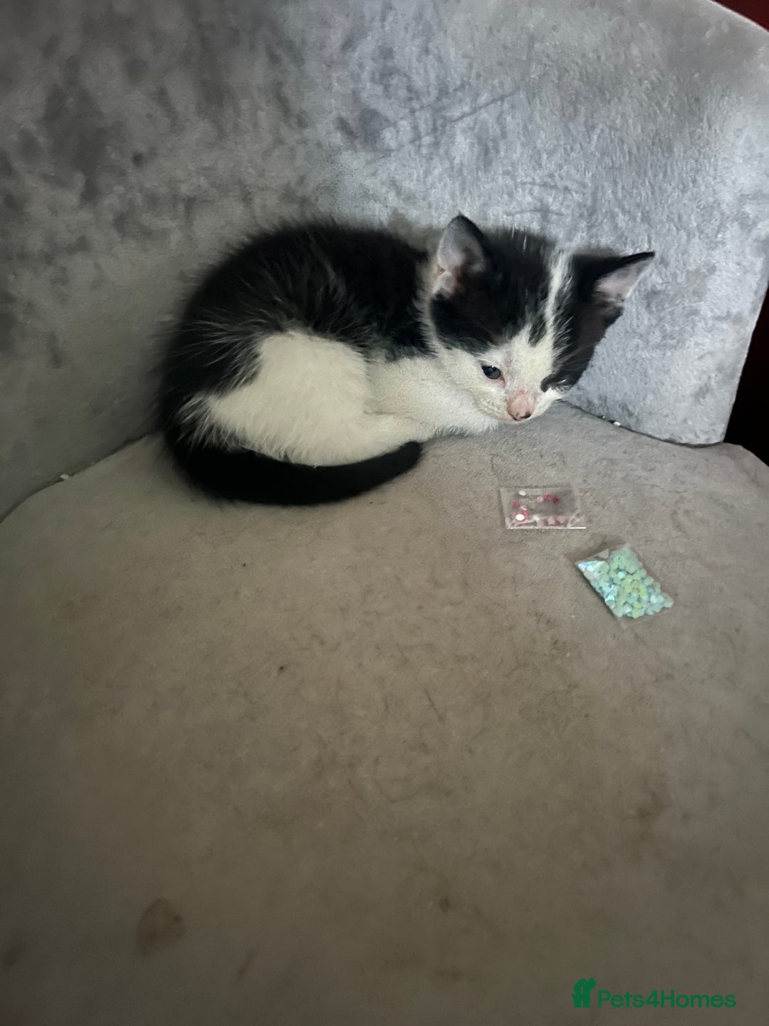 British Shorthair cats for sale: 1 female and 3 toms - Image 10
