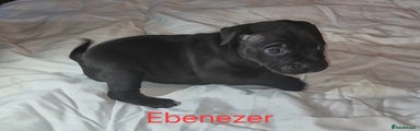 Ebenezer