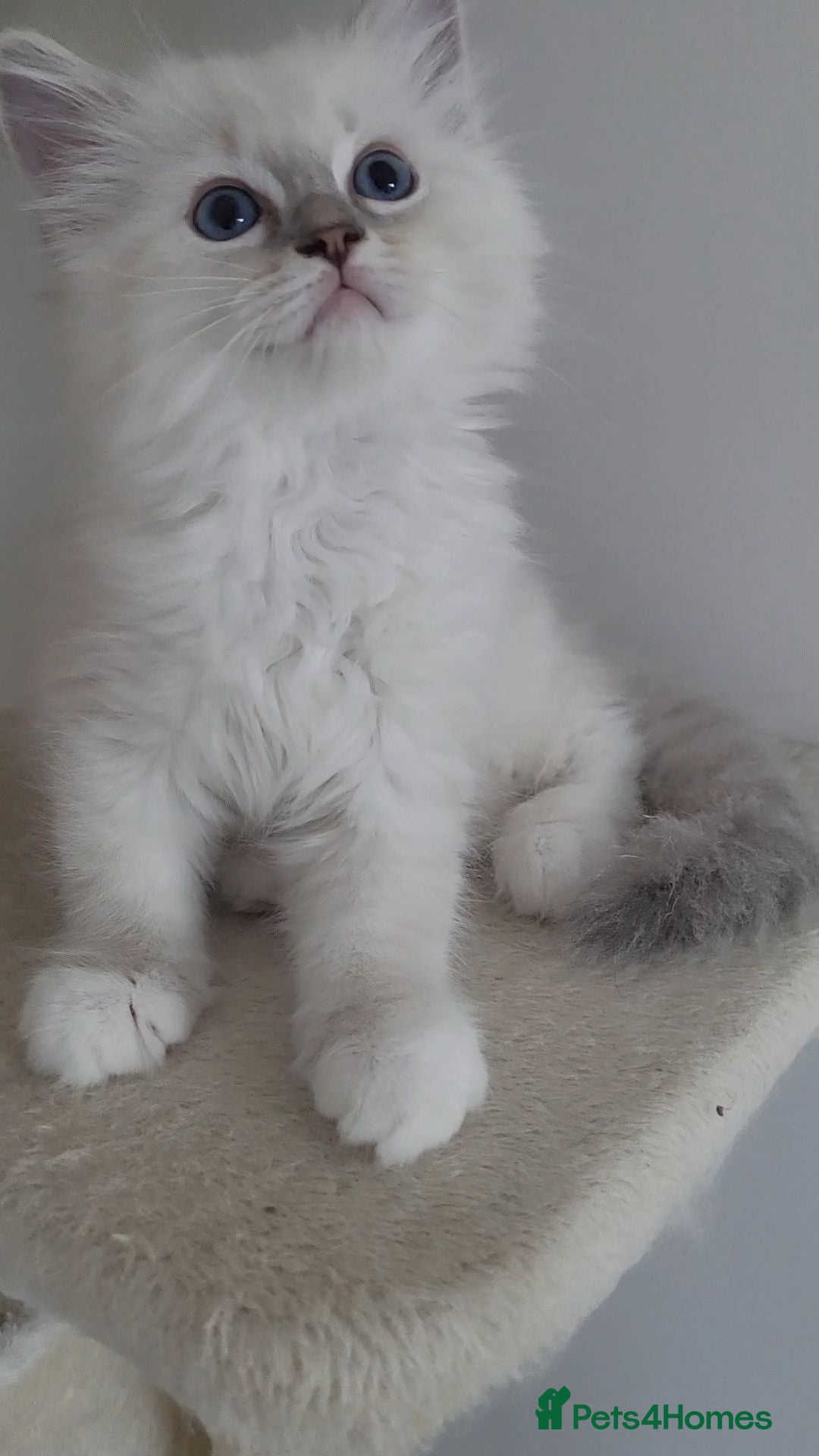 Ragdoll cats HCM/PKD clear ragdoll kittens  - Advert 2