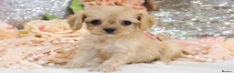 Cavapoo dogs for sale: Health Tested Cavapoo Puppies - Advert 32