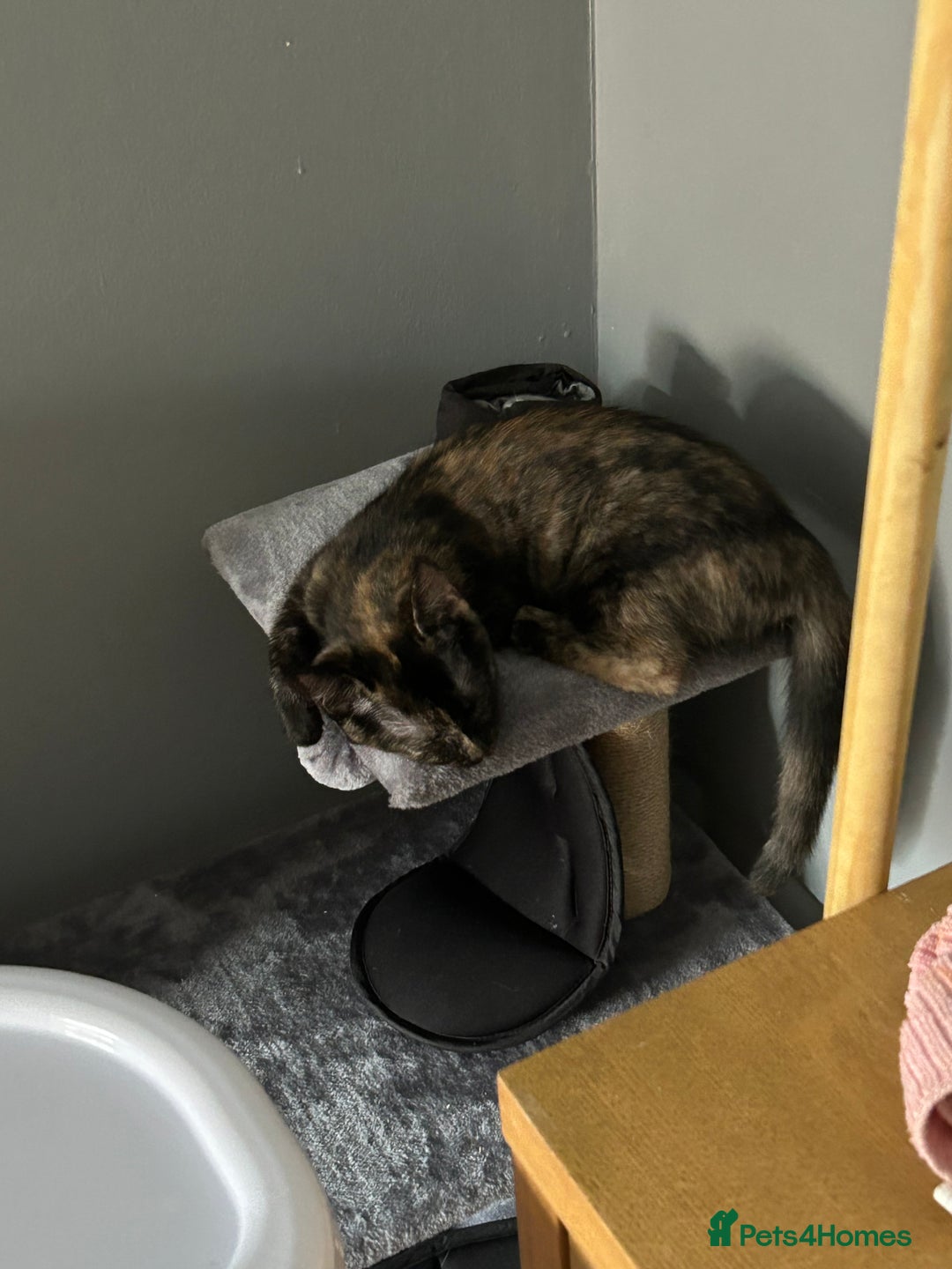 Ragdoll cats for sale: Kitten Ragdoll/ British shorthair - Advert 6