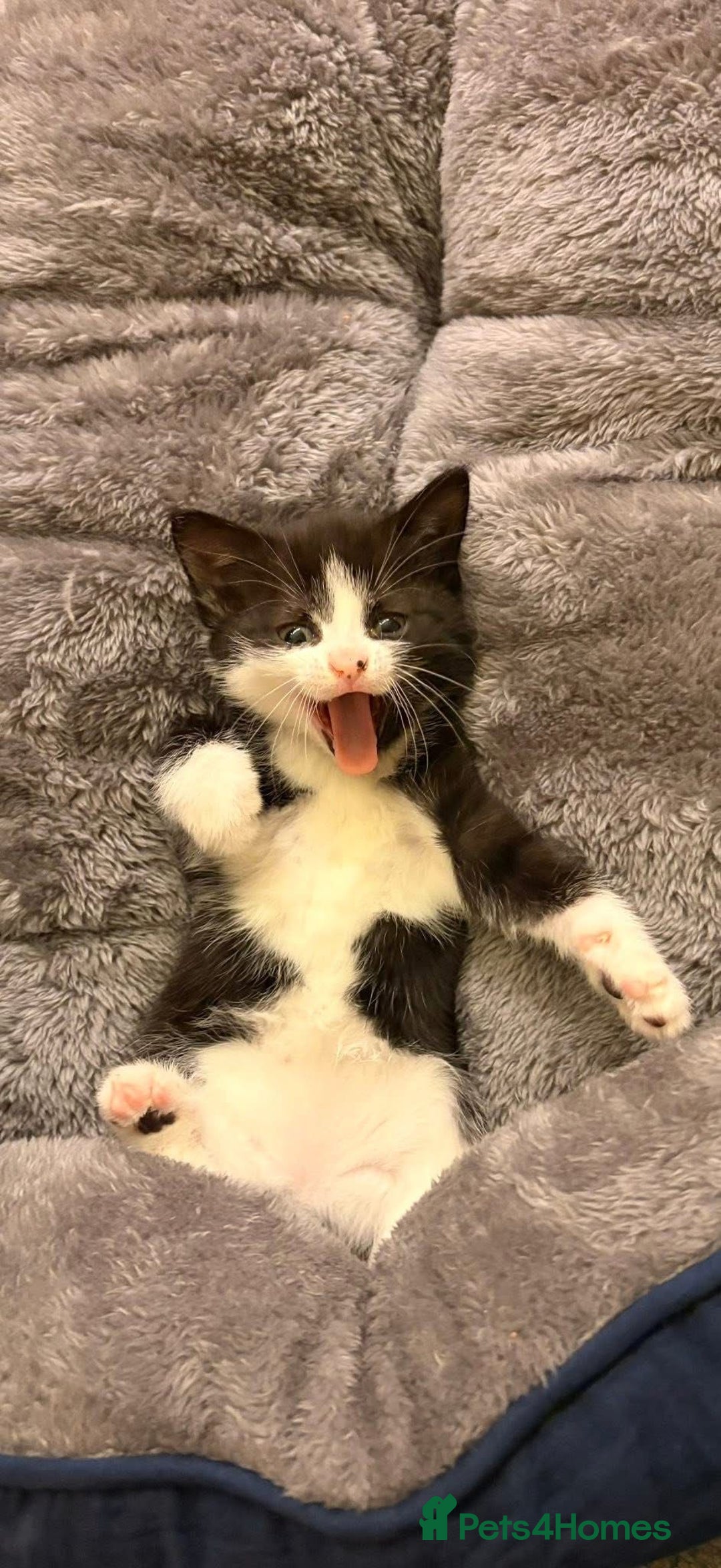 Mixed Breed cats for sale: Super friendly kitten - Advert 6