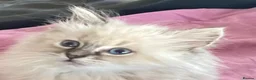 Ragdoll cats for sale: Beautiful fluffy Ragdoll kittens - Advert 3
