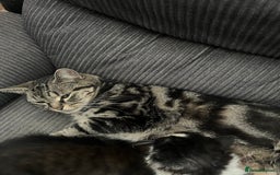 Mixed Breed cats for sale: Kittens  - Image 20