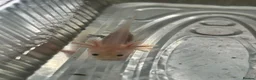 Axolotl reptiles for sale: Baby Axolotls  in Middlesbrough - Advert 5