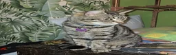 Mixed Breed cats for sale: Neutered male spotted tabby vaccinated chipped  - Advert 7