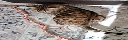 Bengal cats for sale: Bengal female cat 14 months old in Washington - Advert 3