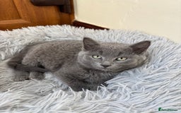 Mixed Breed cats for sale: Gorgeous grey kitten - Advert 1