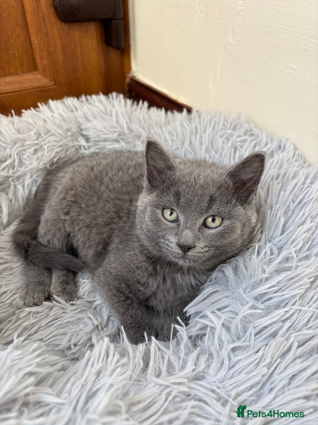 Mixed Breed cats for sale: Gorgeous grey kitten - Advert 1