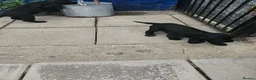 Cocker Spaniel dogs for sale: Cocker spaniel puppies  - Advert 13