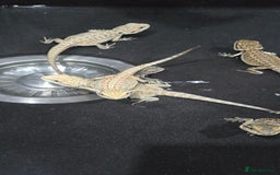 Bearded Dragon reptiles for sale: Baby bearded dragons - Image 15