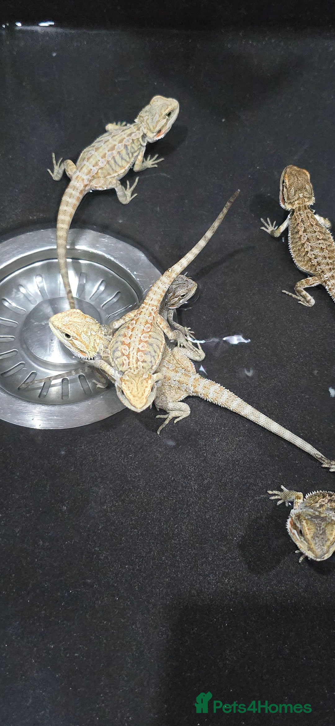Bearded Dragon reptiles for sale: Baby bearded dragons - Image 15