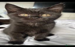 British Shorthair cats for sale: Full gccf British short hair kittens  - Image 9