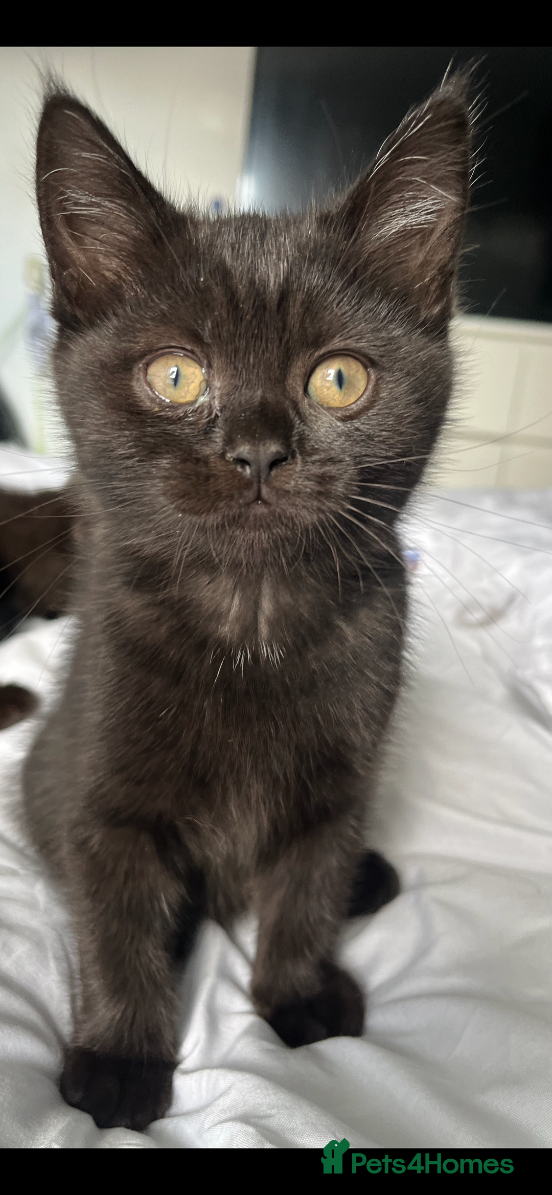 British Shorthair cats for sale: Full gccf British short hair kittens  - Image 9