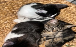 Mixed Breed cats for sale: 🚨😍BEAUTIFUL MALE KITTENS FOR SALE 🚨🥰 - Image 3