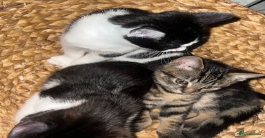 Mixed Breed cats - Advert 12