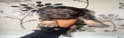 French Bulldog dogs for sale: Fluffy Frenchies   - Advert 10